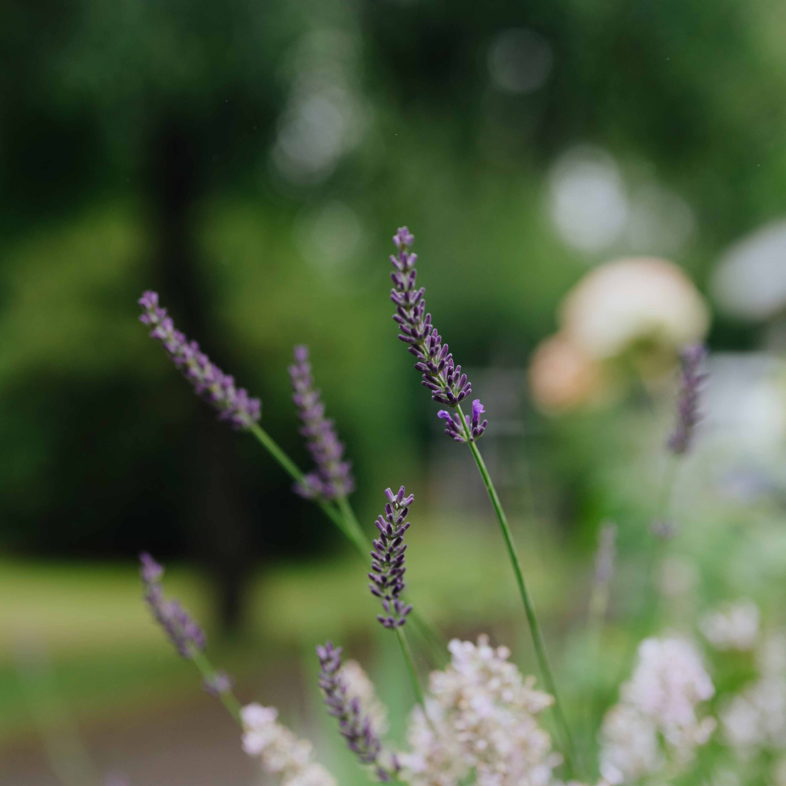 Echter Lavendel Homefarming