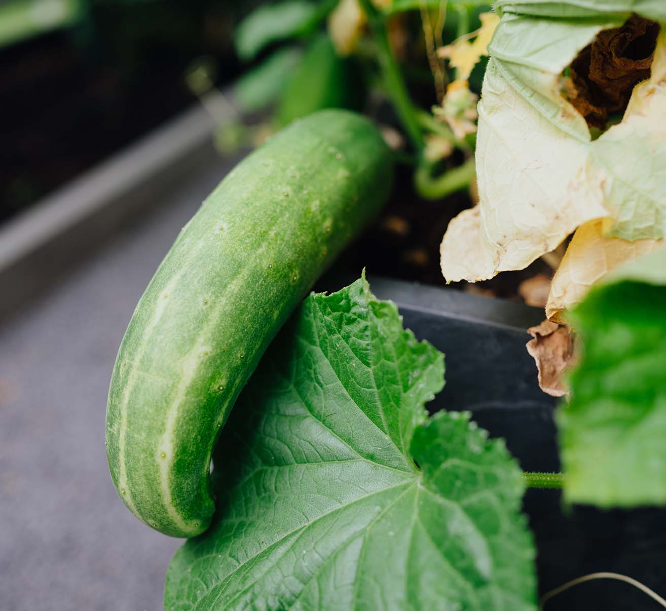 Obst und Gemüse aus dem Garten Homefarming